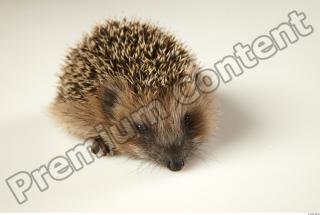 Hedgehog - Erinaceus europaeus  0068